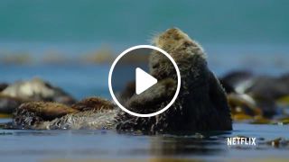 Otter bath