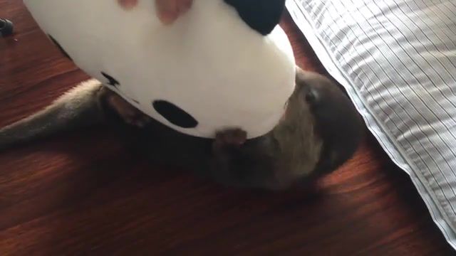 Otter bingo, 18 12 31 23 59 59, excited, get excited, toy, panda, soft toy, soft, otter, bingo, otter bingo, animal, japan, japanese, animals pets.