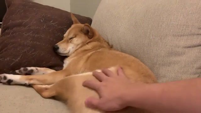 Outrageous case of harment Haru the Shiba Inu - Video & GIFs | dog doge,asmr,mukbang,dog,doge,shiba,shibainu,law and order tv program,law,order,special,victims,unit,svu,sound,effect,new york,unit'e,sp'eciale,son,new,york,law and order svu,law and order meme,law and order dog,law and order special victims unit,animals pets
