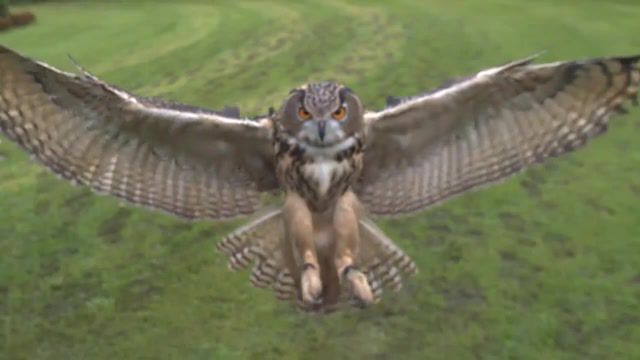 Owl, the philip gl ensemble pruit igoe and prophecies, owl, speed, high, hd, sa2, fastcam, photron, animals pets.