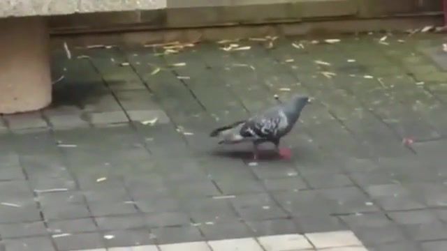 Pigeon is marching
