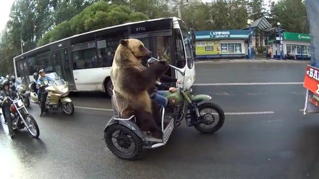 Screeee, Bear Rides Motorcycle, Bear On A Bike, Russia, Vologda, Gopro, Humor, Humour, Gestures, Funny, Cool, Giant, Big, Animals, Animal, Penger, Riding, Bear, Ride, Motorcycle, Trumpet, Horn, Viralhog, Animals Pets