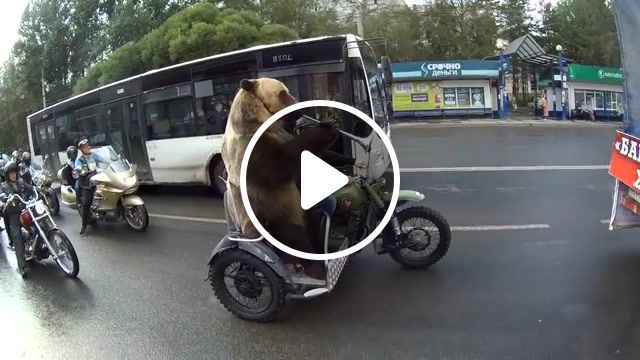 Screeee, bear rides motorcycle, bear on a bike, russia, vologda, gopro, humor, humour, gestures, funny, cool, giant, big, animals, animal, penger, riding, bear, ride, motorcycle, trumpet, horn, viralhog, animals pets. #0