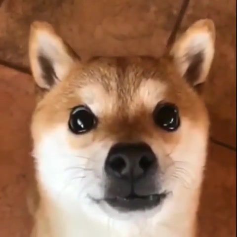 Shiba, shiba, doge, meme, give me food, dog, fun, strange, look, cute, rammstein, mehr.