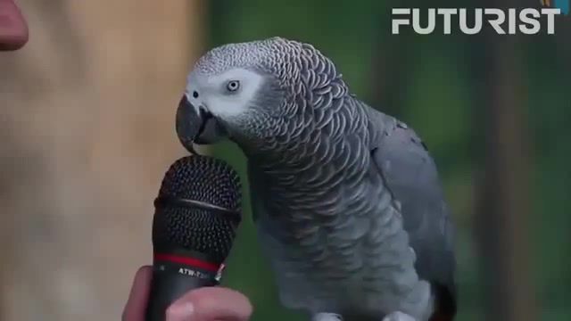 The most clever parrot in the world, lol, lmfao, funny, bird, clever, parrot, parodist, parody, animals pets.