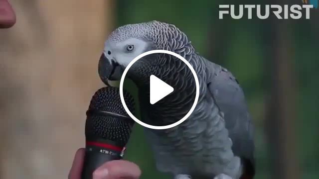 The most clever parrot in the world, lol, lmfao, funny, bird, clever, parrot, parodist, parody, animals pets. #0