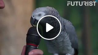 The most clever parrot in the world