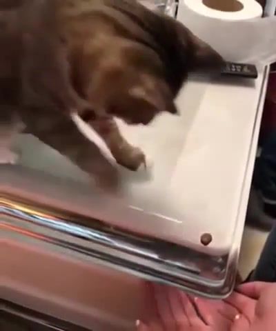 Trick - Video & GIFs | cat trick pet,animals pets
