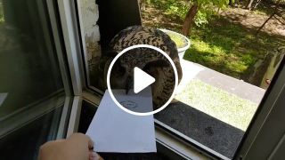 Troubles with Postal Owls