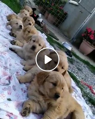 Wake up pups