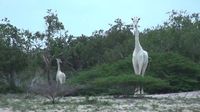 White Giraffe, The Interesting Times Gang, Woopheadclrms, Hirola Conservation, Wildlife Conservation, Wildlife, Hirola, Animals Pets