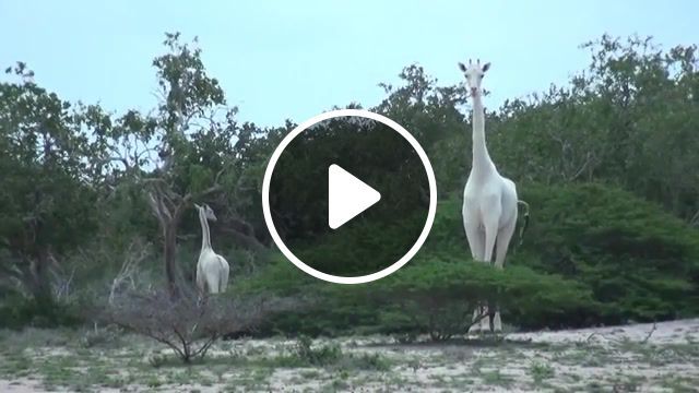 White giraffe, the interesting times gang, woopheadclrms, hirola conservation, wildlife conservation, wildlife, hirola, animals pets. #0
