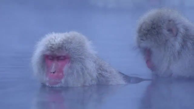 Zen snow monkeys in a hot springs, japan, chill, monkeys, japan, animals pets.
