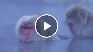 Zen Snow Monkeys in a Hot Springs, Japan