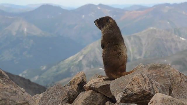 A marmot on the summit of MtElbert, Colorado, USA, Rocky Mountains, Whistler, Marmot, Mtelbert, Animals Pets
