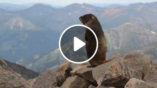 A marmot on the summit of MtElbert, Colorado, USA