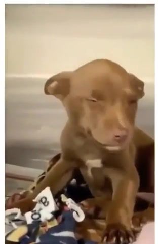 Beaming Thursday - Video & GIFs | pup,puppy,dog,just got adopted,adopt,cute,animals,louis prima,animals pets