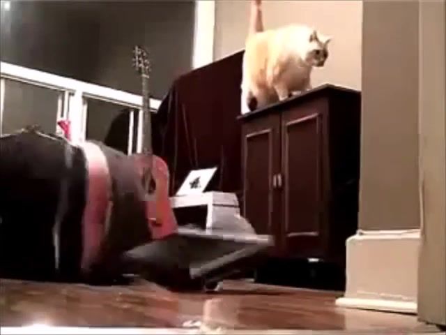 CATS PLOTTING TO KILL US - Video & GIFs | funny,funniest,baby,babies,hilarious,laugh,laughing,cute,cutest,laughter,2m,media,hit,popular,new,clip,clips,laughs,animals pets