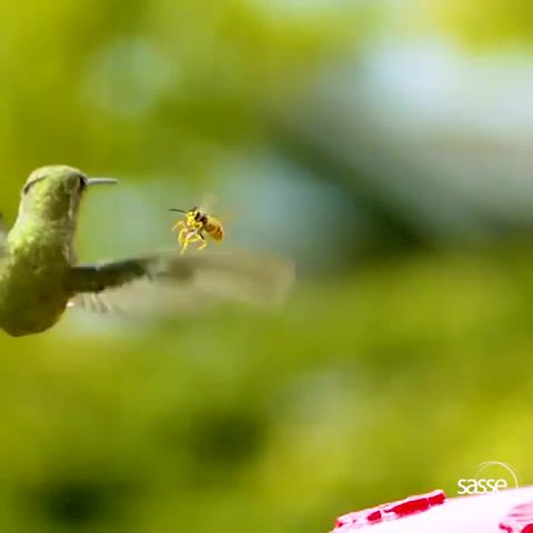Dodging 0,2 sek Hummingbird vs Wasp, Slow Motion, Hummingbird, Wasp, High Speed, Dodging, Hummingbirds, Of The Day, Animals, Green, Nature, Animals Pets
