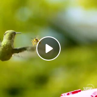 Dodging 0,2 sek Hummingbird vs Wasp