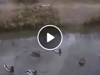 Ducks. Landing on the ice