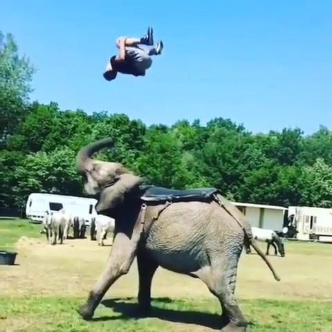 Elephant isted Flip