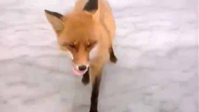 Fox eats sausage with hands, fox.