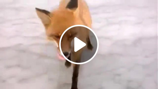 Fox eats sausage with hands, fox. #0