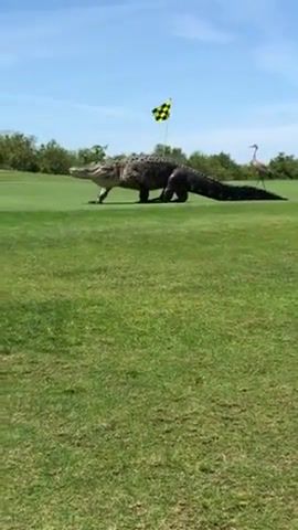 This gigantic alligator named chubbs is frequently seen walking around a golf course in florida, staying alive, alligator, strut, animals pets.