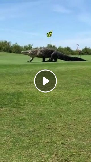 This gigantic alligator named Chubbs is frequently seen walking around a golf course in Florida