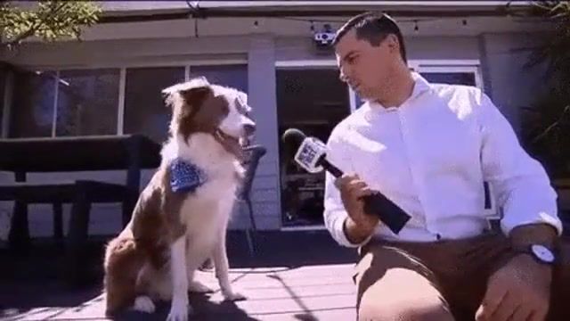 Interview, animals pets.