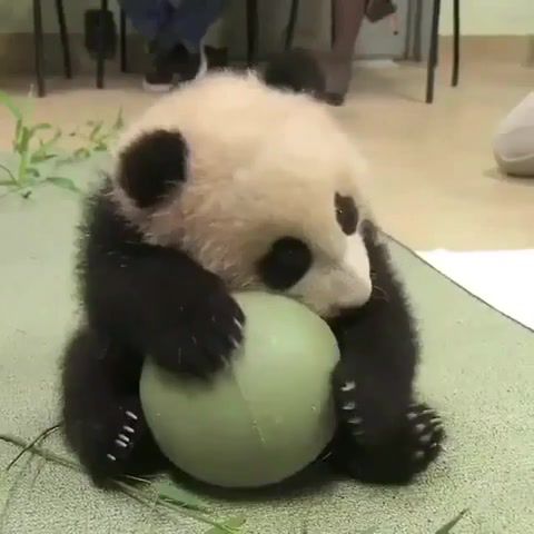 It's my ball, animals pets.