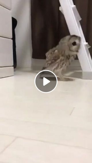 Mr. owl