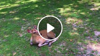Nara Park Central city park with wild deer. Japan trip music daKooka Kiss me