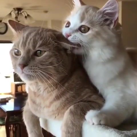 Omnim - Video & GIFs | omnim,yum yum om yum,nomeom,cats,pigtail,bite,kat,animals pets
