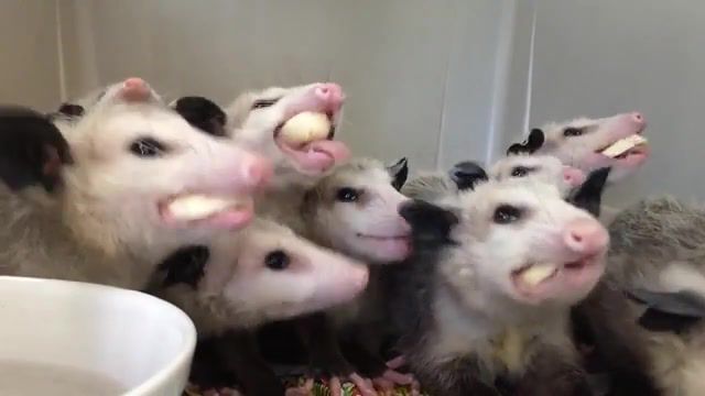 Opossums eating bananas, wildlife, wildlife rehabilitation, banana, eating, opossum, animals pets.