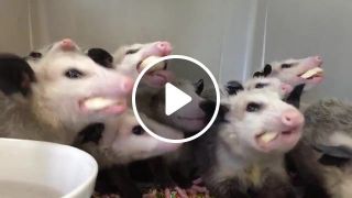 Opossums eating bananas