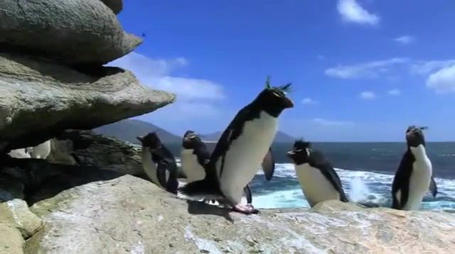 Outdoor Penguin's routine, Animals Pets