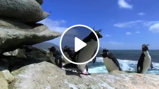 Outdoor Penguin's routine