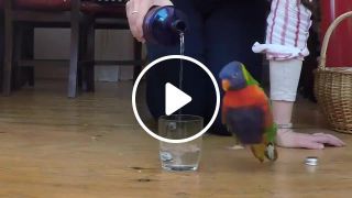Party parrot
