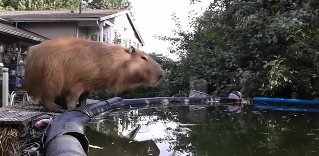 Plans for summer, lol, get wet, summertime, swimsuit, swimming pool, capybara, capybaras, animals pets.