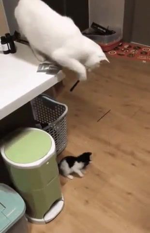Playing with, Cats, Kitten, Of The Day, Cat, Funny, Game, 2k18, Gif, Animals Pets