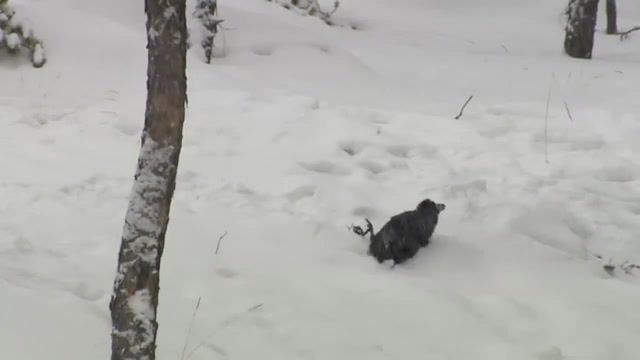Raven snow bath, animals pets.
