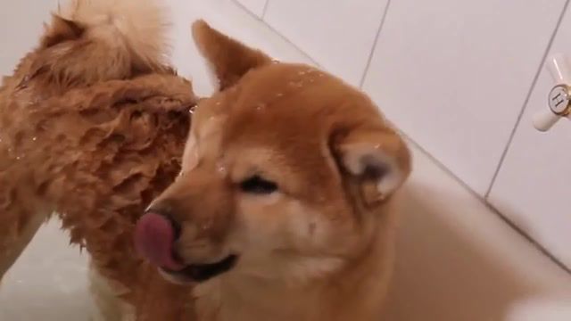 Shiba Puppys First Bath Not Happy