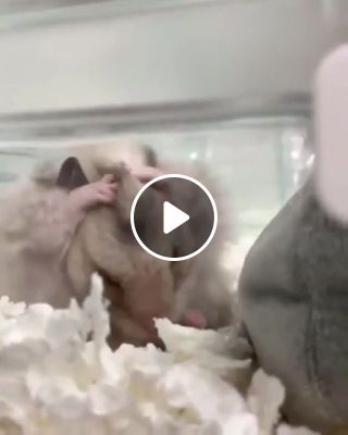 Slow Motion Hamster