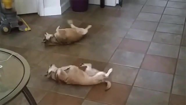Snoopy Dogs on Floor - Video & GIFs | ice,do it,nice,parter,parket,dance,drop it like it's hot,beat,house,home,snoop,snoop dogg,eleprimer,gif,omg,wow,wtf,dogs,zoo,floor,dog,animals pets
