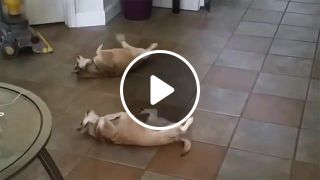 Snoopy Dogs on Floor