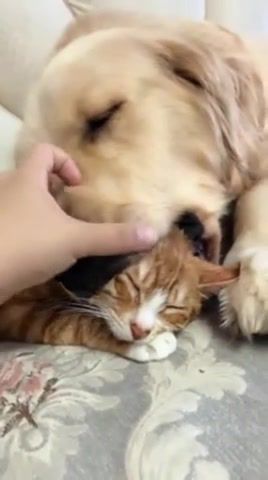 Some of them want to be abused - Video & GIFs | cats,dogs,fun,animals,animals funny,funny,animals pets