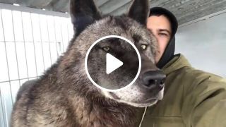 The Largest Wolf In The World