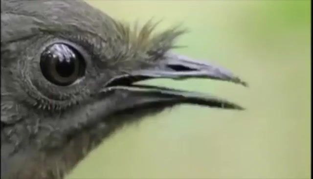 The lyrebird goes skrrrrrat, animals pets.